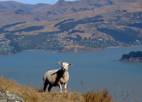 Sheep with a view