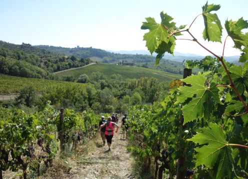 Hiking vineyards customwalks